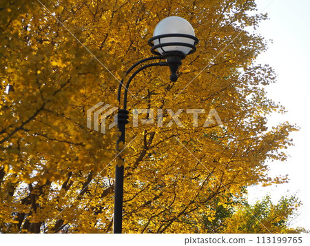 秋天的風景:一排排紅葉的銀杏樹和路燈 秋天的風景:一排排紅葉的銀杏樹和路燈 113199765