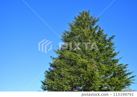 Himalayan cedar shining against the blue sky, the arrival of spring 113199791