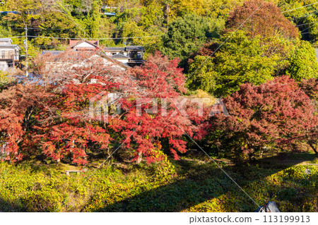 東京奧多摩市的秋天 — 禦岳谷的秋葉 113199913
