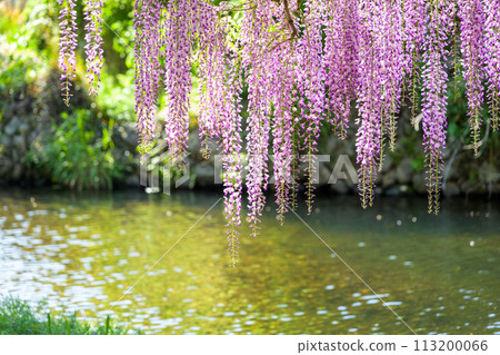在明媚的春天的陽光下閃耀的山富士花（天然紀念物）“笹互田神社”大分市笹田市 113200066