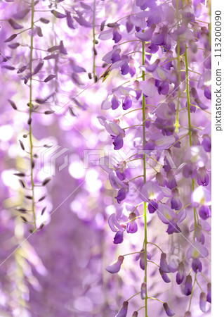 在明媚的春天的陽光下閃耀的山富士花(天然紀念物)“笹互田神社”大分市笹田市 在明媚的春天的陽光下閃耀的山富士花(天然紀念物)“笹互田神社”大分市笹田市 113200090