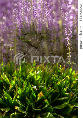 Yamafuji flowers (natural monument) shining in the bright spring sunlight "Sasamuta Shrine" Samuta, Oita City Yamafuji flowers (natural monument) shining in the bright spring sunlight "Sasamuta Shrine" Samuta, Oita City 113200098