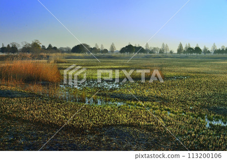 Early spring, reed fields covered in morning mist Early spring, reed fields covered in morning mist 113200106