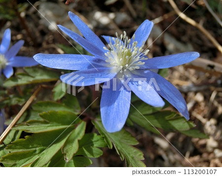 Anemone nigricans (Akita City, Shimohama Hatta, April 1st) Anemone nigricans (Akita City, Shimohama Hatta, April 1st) 113200107