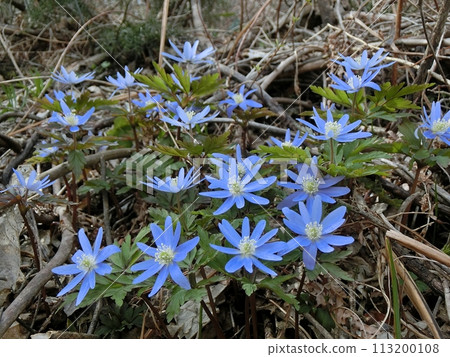 Anemone nigricans (Akita City, Shimohama Hatta, April 1st) 113200108