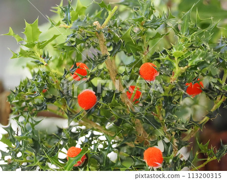 Evergreen holly Evergreen holly 113200315
