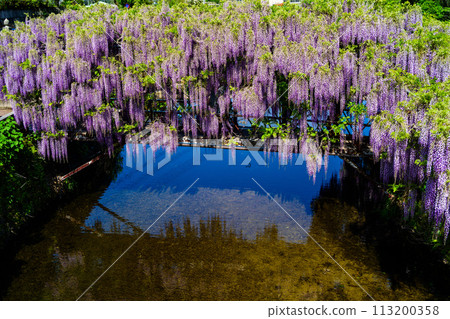 Wisteria trellis and water reflections shining in the beautiful spring sunshine (Wisteria national treasure) at Sasamuta Shrine in Sasamuta, Oita City 113200358