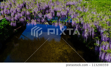 在美麗的春天的陽光下閃耀的紫藤架和水鏡（山富士天然紀念物）“Sasamuta神社”大分市Samuta 113200359