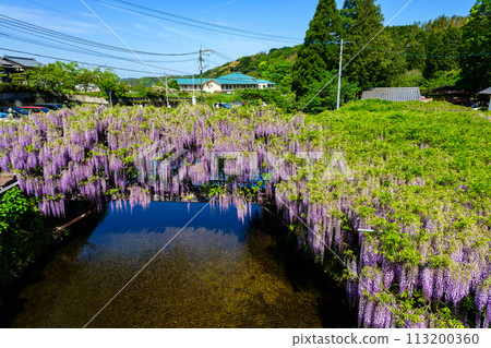 Wisteria trellis and water reflections shining in the beautiful spring sunshine (Wisteria national treasure) at Sasamuta Shrine in Sasamuta, Oita City Wisteria trellis and water reflections shining in the beautiful spring sunshine (Wisteria national treasure) at Sasamuta Shrine in Sasamuta, Oita City 113200360