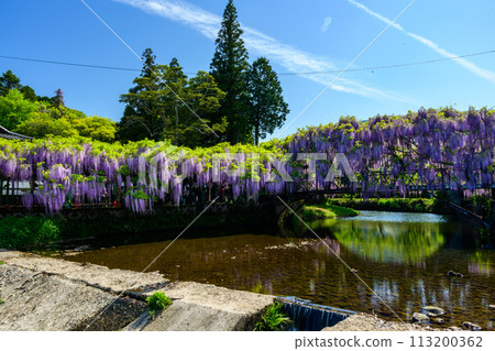 Wisteria trellis and water reflections shining in the beautiful spring sunshine (Wisteria national treasure) at Sasamuta Shrine in Sasamuta, Oita City 113200362