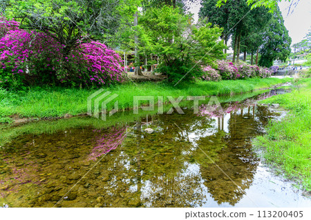 Azalea flowers shining in the beautiful spring sunshine (Wisteria national treasure) "Sasamuta Shrine" Sasamuta, Oita City 113200405