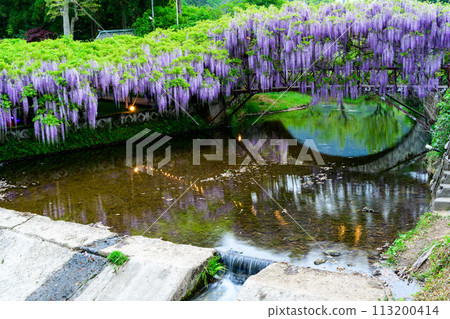 Wisteria trellis and water reflections shining in the beautiful spring sunshine (Wisteria national treasure) at Sasamuta Shrine in Sasamuta, Oita City Wisteria trellis and water reflections shining in the beautiful spring sunshine (Wisteria national treasure) at Sasamuta Shrine in Sasamuta, Oita City 113200414