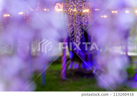 Wisteria trellis (Yamafuji Natural Monument) that shines in the beautiful spring sunset light ``Sasamuta Shrine'' Samta, Oita City Wisteria trellis (Yamafuji Natural Monument) that shines in the beautiful spring sunset light ``Sasamuta Shrine'' Samta, Oita City 113200438