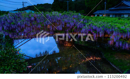 Wisteria trellis scenery that shines in the spring night illumination (Yamafuji Natural Monument) ``Sasamuta Shrine'', Samta, Oita City 113200492