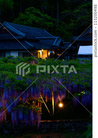 Wisteria trellis scenery that shines in the spring night illumination (Yamafuji Natural Monument) ``Sasamuta Shrine'', Samta, Oita City 113200498