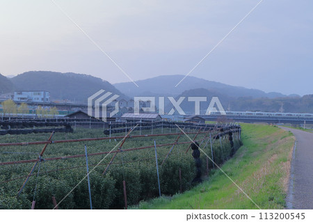 Uji City, Kyoto Prefecture, early morning tea plantation and train Uji City, Kyoto Prefecture, early morning tea plantation and train 113200545