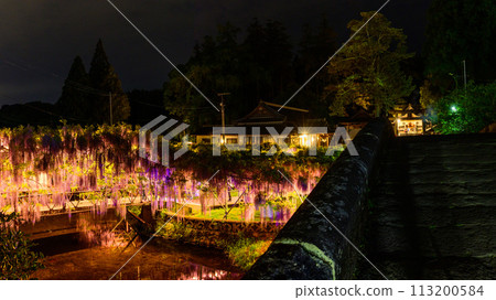 Wisteria trellis scenery that shines in the spring night illumination (Yamafuji Natural Monument) ``Sasamuta Shrine'', Samta, Oita City 113200584