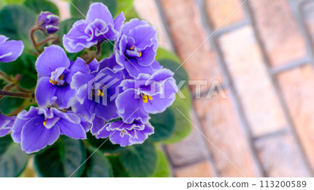 藍色聖保羅花 113200589