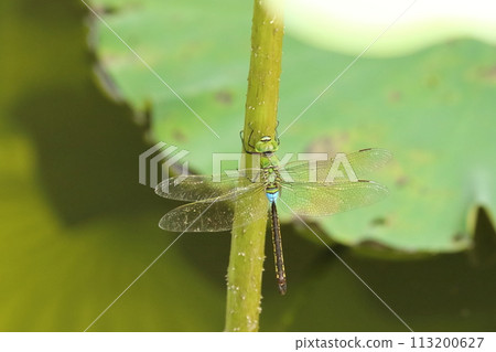 A white-tailed dragonfly resting its wings - Satoyama insects 113200627