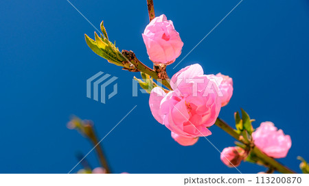 花桃 113200870