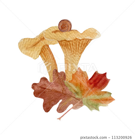 Wild chanterelles with fall leafs watercolor composition isolated on white. 113200926