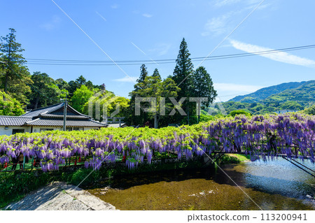 A wisteria trellis landscape that shines in a bright spring (Yamafuji Natural Monument) ``Sasamuta Shrine'', Samta, Oita City 113200941