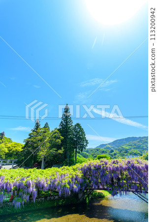 A wisteria trellis landscape that shines in a bright spring (Yamafuji Natural Monument) ``Sasamuta Shrine'', Samta, Oita City 113200942
