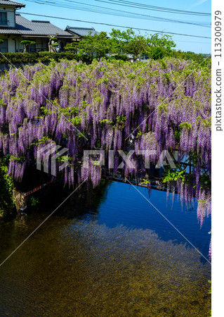A wisteria trellis landscape that shines in a bright spring (Yamafuji Natural Monument) ``Sasamuta Shrine'', Samta, Oita City 113200979