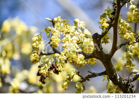 Toshi鐮刀 113201234