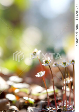 Hyuga Coptis flower 113201242