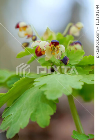 Azuma Shirokanesou Azuma Shirokanesou 113201244