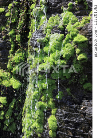 water flowing down moss rocks 113201362