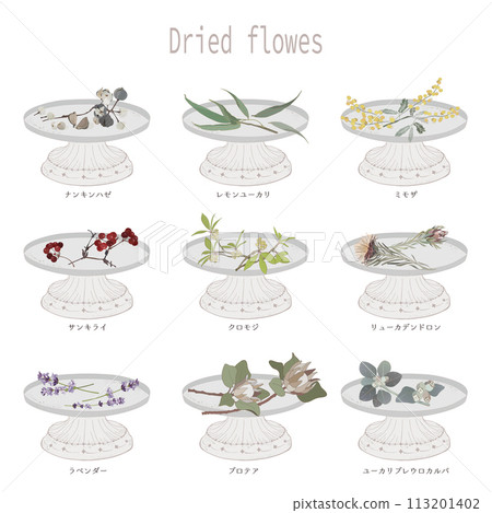 Dried flowers, Chinese tallow tree, Chinese tallow tree, leucadendron, eucalyptus, mimosa, protea 113201402