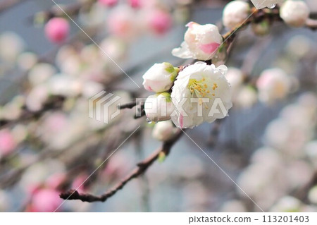 Weeping peach blossoms soaked in the rain Weeping peach blossoms soaked in the rain 113201403