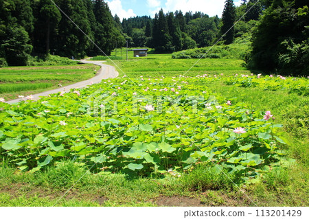 Futatsuya's 2000-year-old lotus 113201429