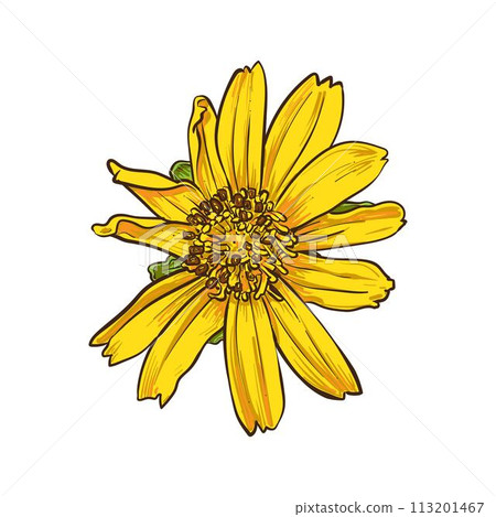 Singapore daisy frower drawing 2 113201467
