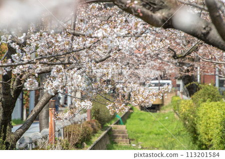野川水上公園，櫻花，東京世田谷區深澤 113201584
