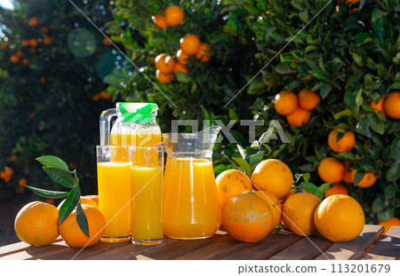 Orange juice with ripe oranges in orchard 113201679