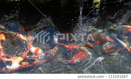 Pond with fish in Park Ramat Hanadiv, Memorial Gardens of Baron Edmond de Rothschild, Zichron Yaakov, Israel 113201887