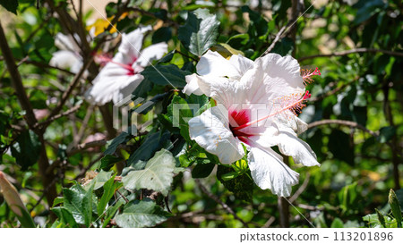 Park Ramat Hanadiv, Memorial Gardens of Baron Edmond de Rothschild, Zichron Yaakov, Israel 113201896