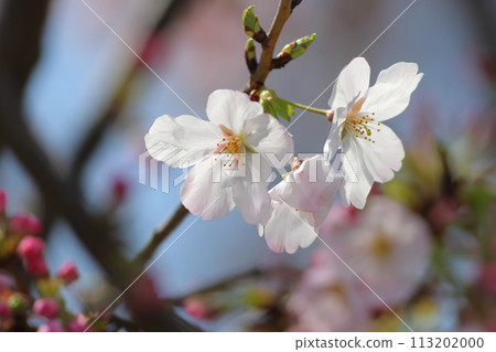 淺色櫻花和深粉紅色花蕾 113202000