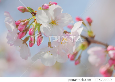 淺色櫻花和深粉紅色花蕾 113202002