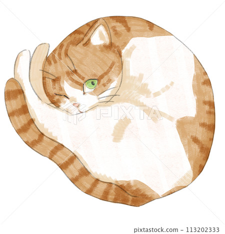 Maru貓（棕虎斑白） 113202333