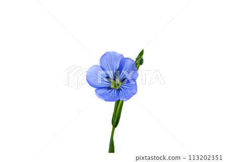 Flax (linseed) flower over white background 113202351