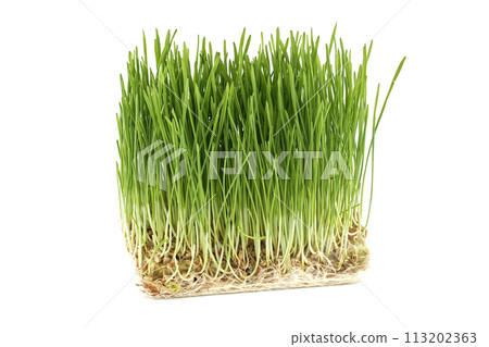 Fresh green wheatgrass with visible roots Fresh green wheatgrass with visible roots 113202363