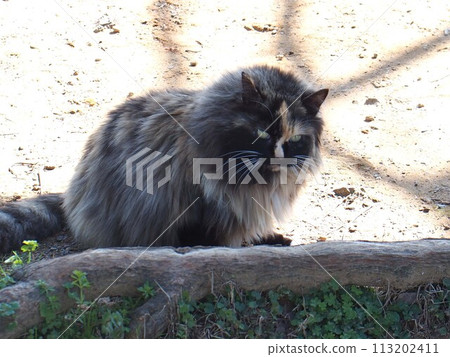 Siberian? (Local cat near the trim weir in Kagamikawa) Siberian? (Local cat near the trim weir in Kagamikawa) 113202411