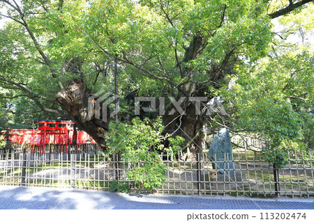 Hamamatsu Hachimangu Shrine, Yawata-cho, Chuo-ku, Hamamatsu City Hamamatsu Hachimangu Shrine, Yawata-cho, Chuo-ku, Hamamatsu City 113202474