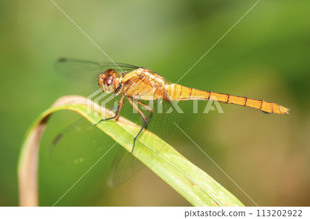 Orange Skimmer Dragonfly 113202922