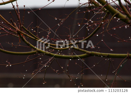 Autumn leaves with buds and drops on a rainy day, waiting for their turn 113203126