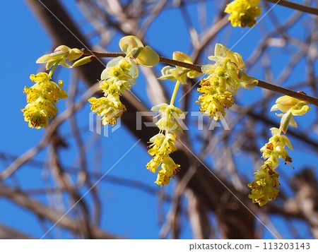 藍天和奶油黃色土佐水木花（土佐水木枝上開著黃色的花） 113203143